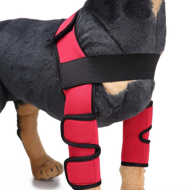 Dog Knee Brace and Leg Protector for Injury Recovery shown on a dog, featuring a red neoprene design for support.