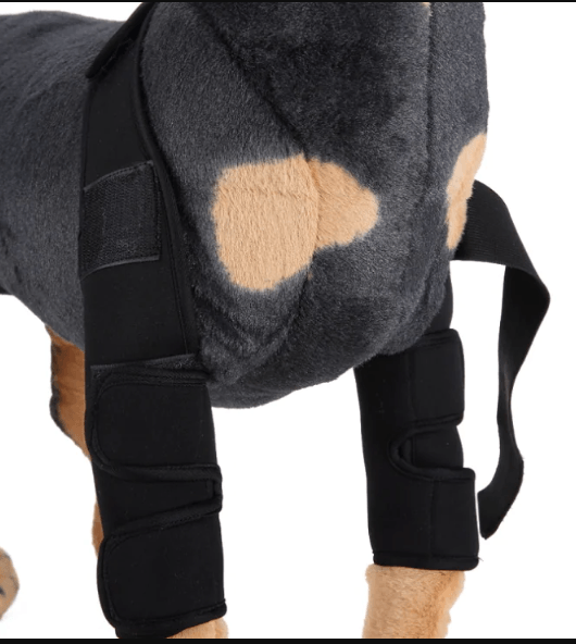 Dog knee brace for injury recovery on a dog's hind legs, featuring comfortable neoprene material for support.