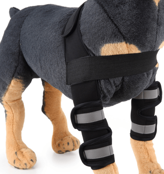Dog Knee Brace and Leg Protector for Injury Recovery on a dog model, providing support for injury recovery.